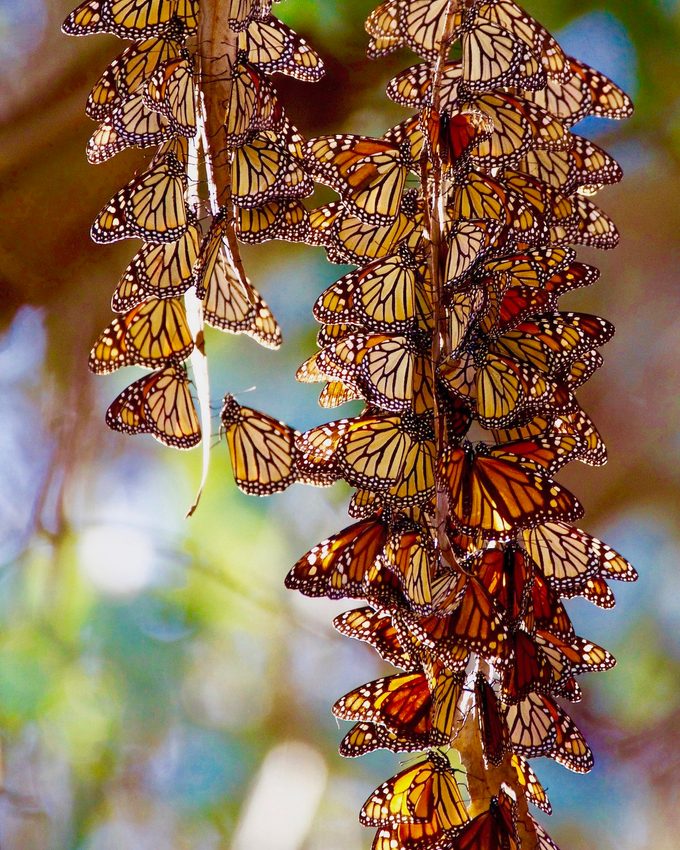 11 datos fascinantes sobre la mariposa monarca