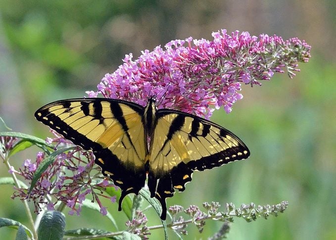 17 arbustos en flor que atraen mariposas