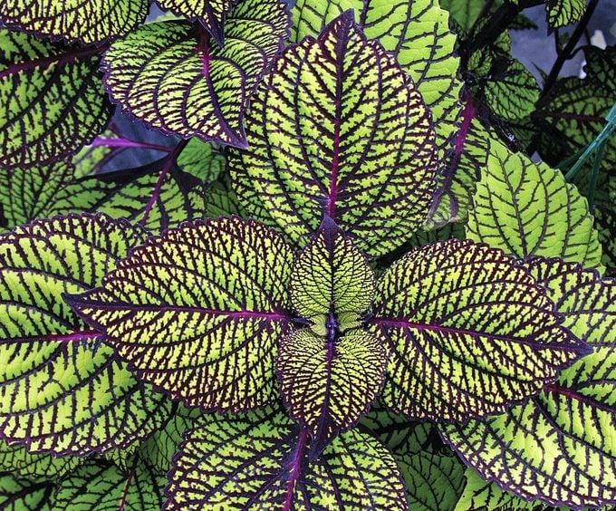 Las 15 mejores variedades coloridas de coleo para cultivar