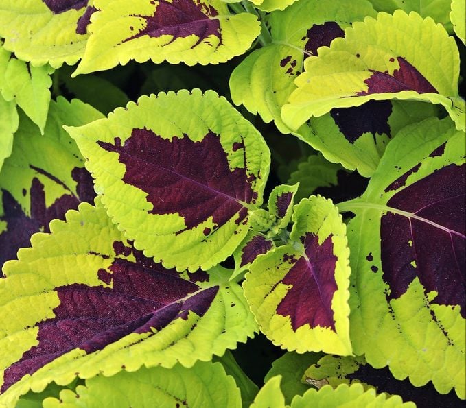 Las 15 mejores variedades coloridas de coleo para cultivar