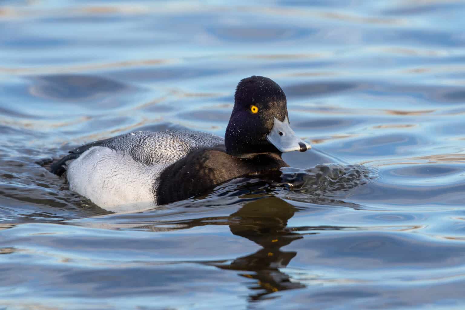 20 patos en Pensilvania: ¡una guía sobre qué especies detectar!