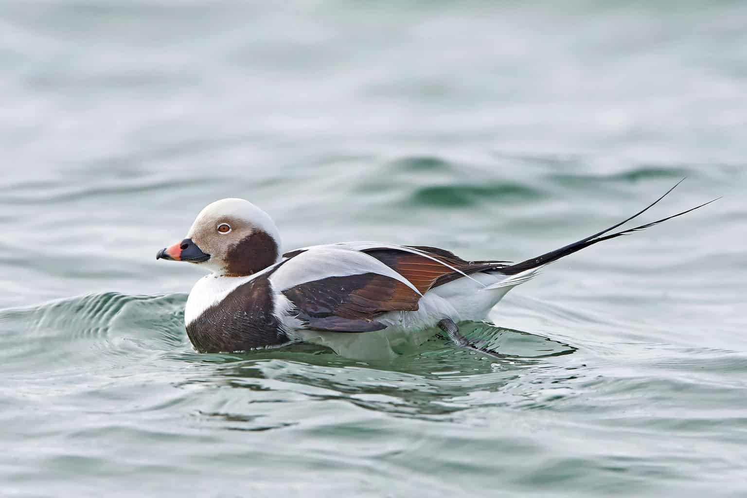 21 patos en Wisconsin: ¡explora qué especies puedes encontrar!