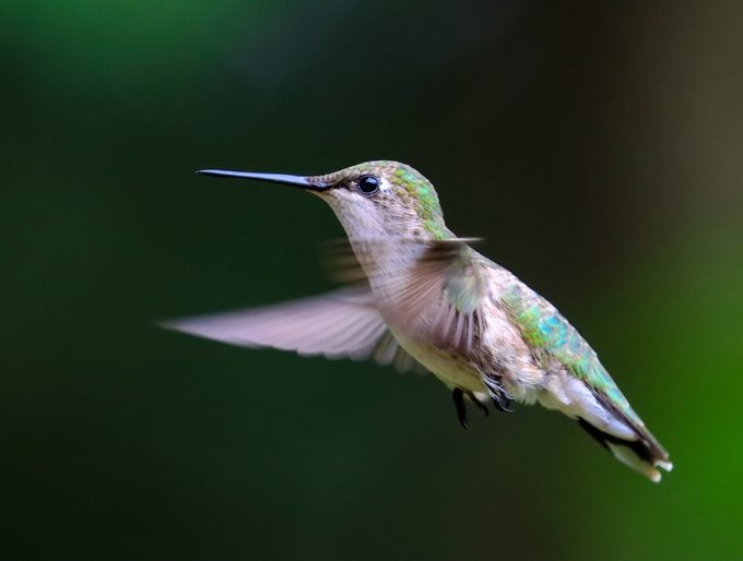 ¿Los avistamientos de colibríes tienen un significado especial?