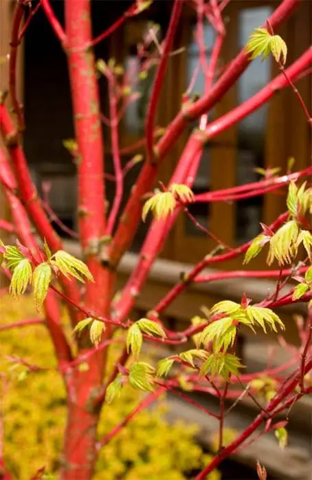 20 bonitas plantas de invierno para alegrar el patio trasero