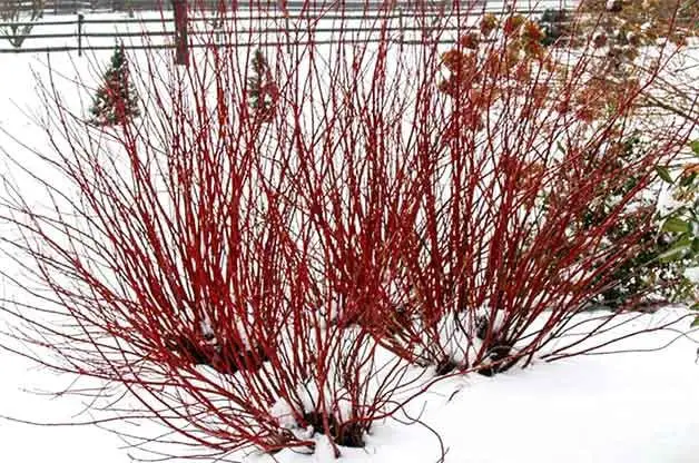 20 bonitas plantas de invierno para alegrar el patio trasero