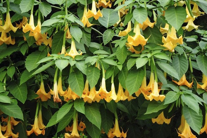 ¿Son las flores de Brugmansia adecuadas para su jardín?