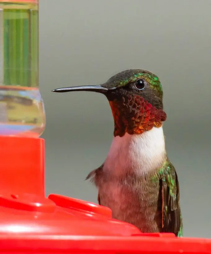 ¿Cuándo debería colocar los comederos para colibríes en primavera?