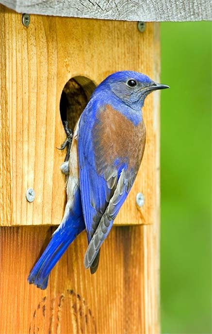 Ayuda a los pájaros azules: supervisa las cajas nido de pájaros azules