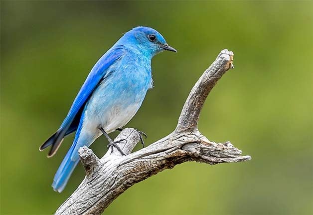 Ayuda a los pájaros azules: supervisa las cajas nido de pájaros azules