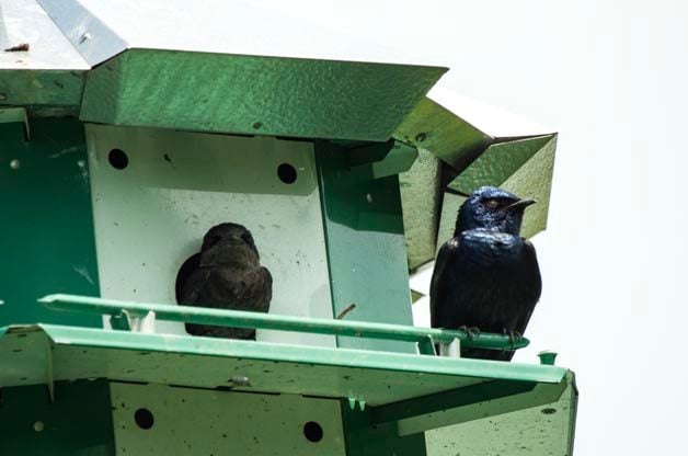 Elija las mejores casas para pájaros para atraer más pájaros