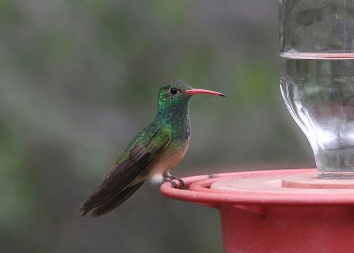 Conoce al colibrí de vientre beige de colores brillantes