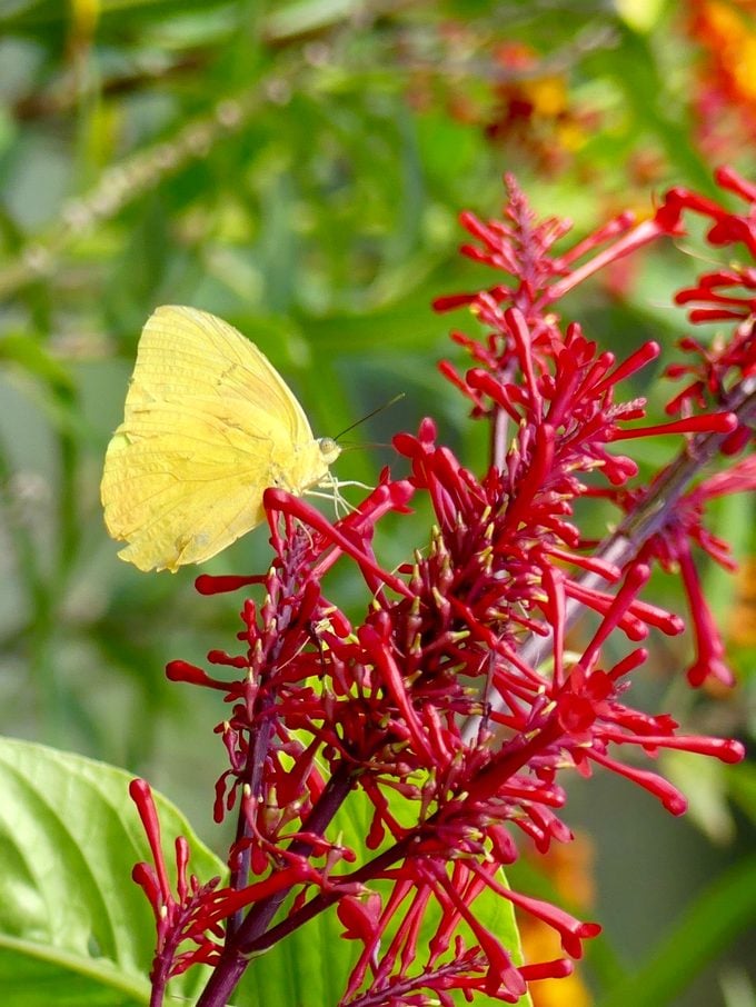 Plante Firebush nativo para atraer colibríes