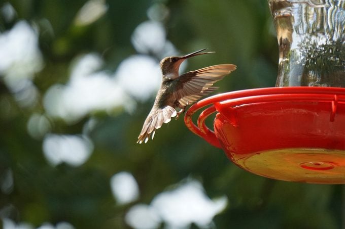 Mantenga su jardín a salvo de los depredadores de colibríes