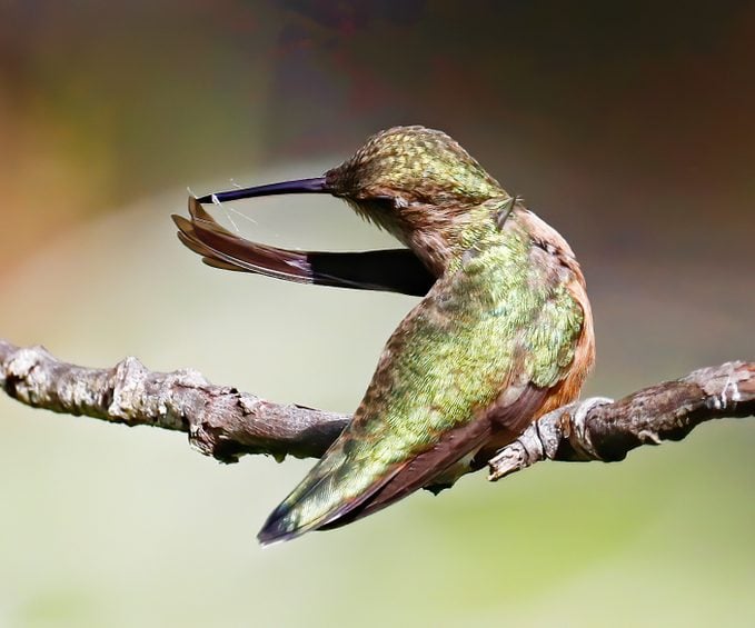 Mantenga su jardín a salvo de los depredadores de colibríes