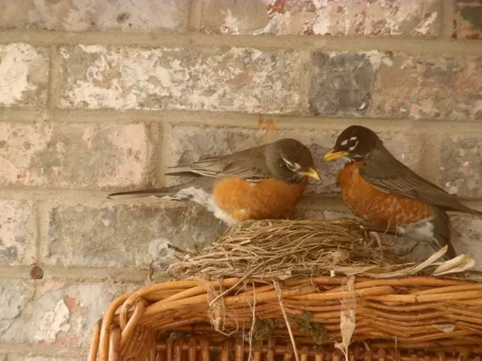 Conoce a los mejores papás pájaros y aprende cómo ayudan en el nido