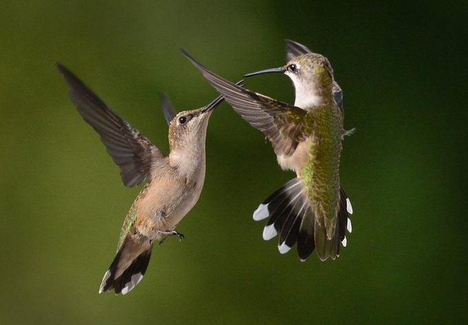 ¿Pueden los colibríes volar hacia atrás? - Aves y Flores