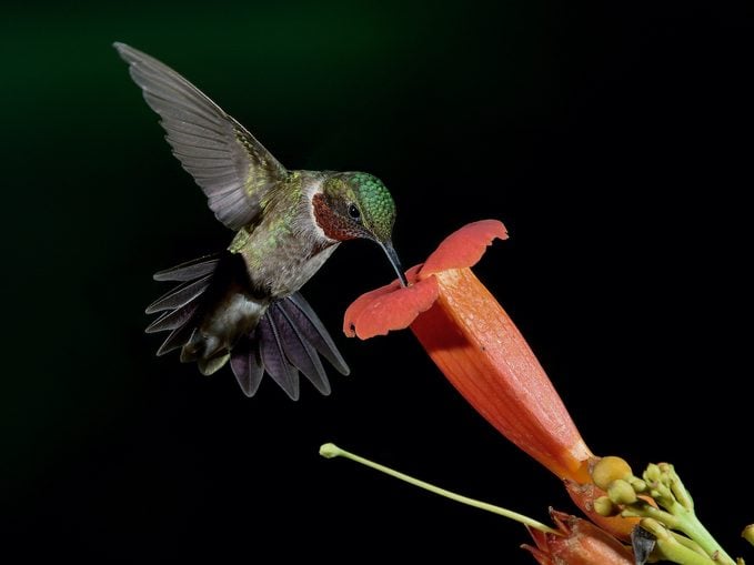 ¿Pueden los colibríes volar hacia atrás? - Aves y Flores