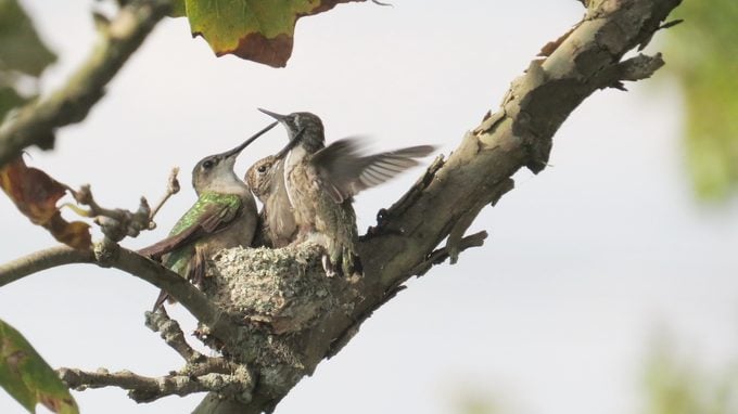 La cordillera del colibrí de garganta rubí no cubre el oeste
