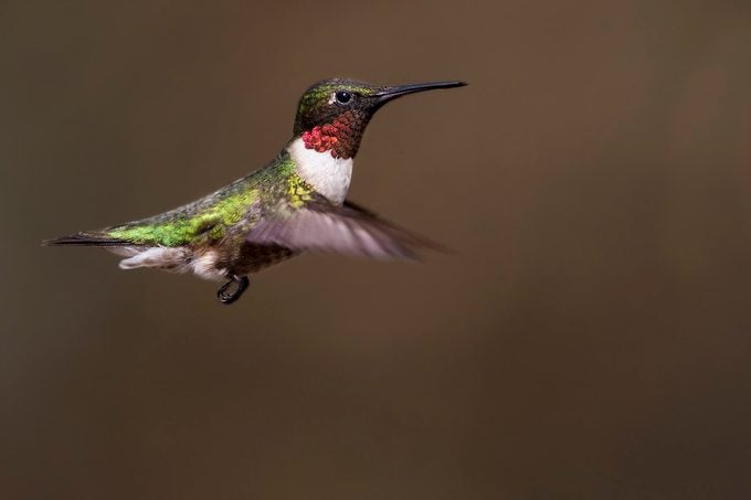 La cordillera del colibrí de garganta rubí no cubre el oeste