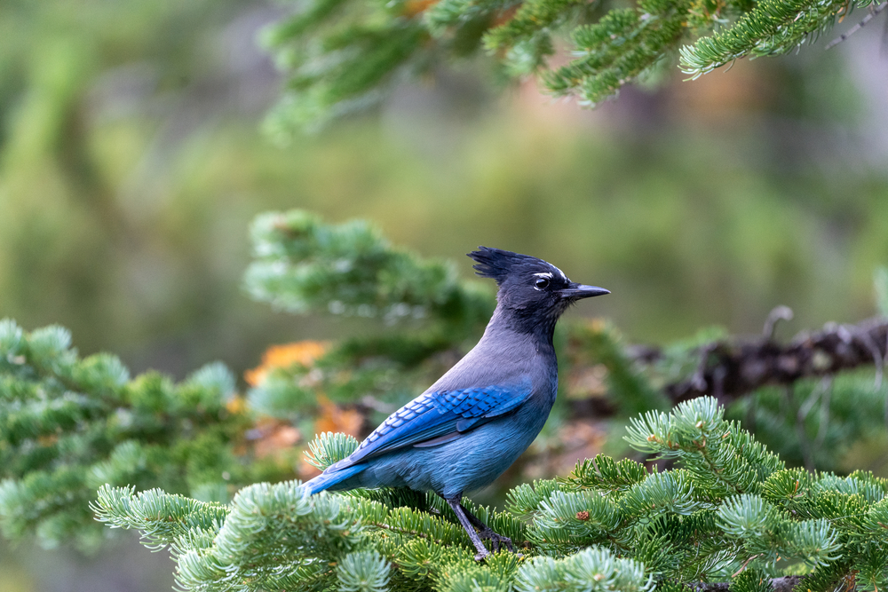 Pájaro que suena como la alarma de un auto: 13 pájaros fascinantes