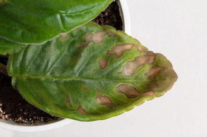 Cómo prevenir las manchas marrones en las hojas de las plantas