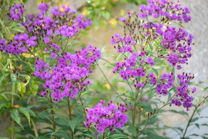 Las 10 mejores plantas y flores anfitrionas de cola de golondrina para cultivar