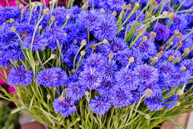 Las 10 mejores flores antiguas para tu jardín