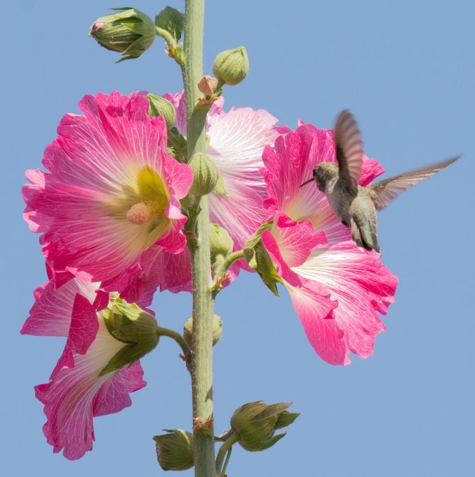 Las 10 mejores flores antiguas para tu jardín