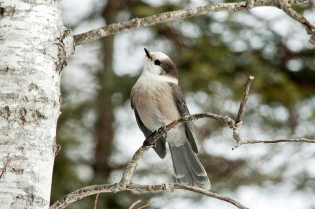 Puntos calientes de observación de aves: Maine Birding Trail