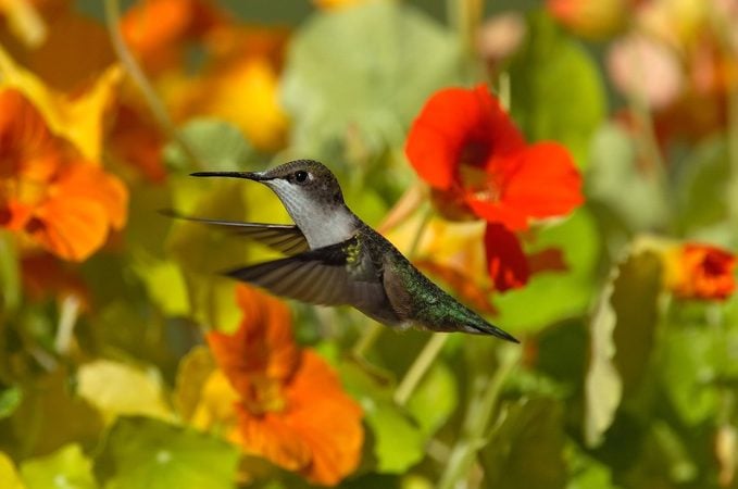 Cultive flores de finales de verano y otoño para colibríes