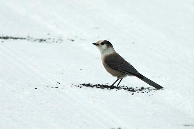 Puntos calientes de observación de aves para increíbles aves de invierno
