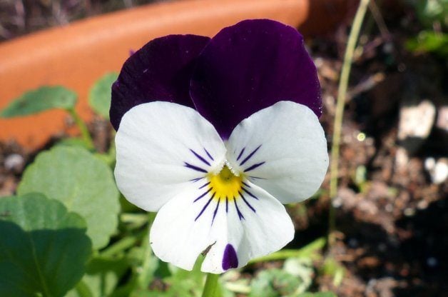 Cultiva coloridas flores de viola como plantas anuales de temporada fría