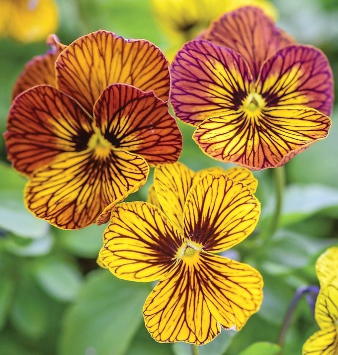 Cultiva coloridas flores de viola como plantas anuales de temporada fría