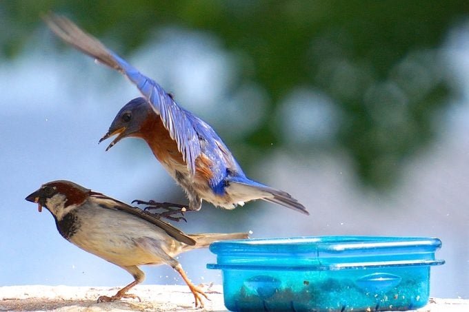 Mantenga los nidos de gorriones domésticos fuera de las cajas de pájaros azules