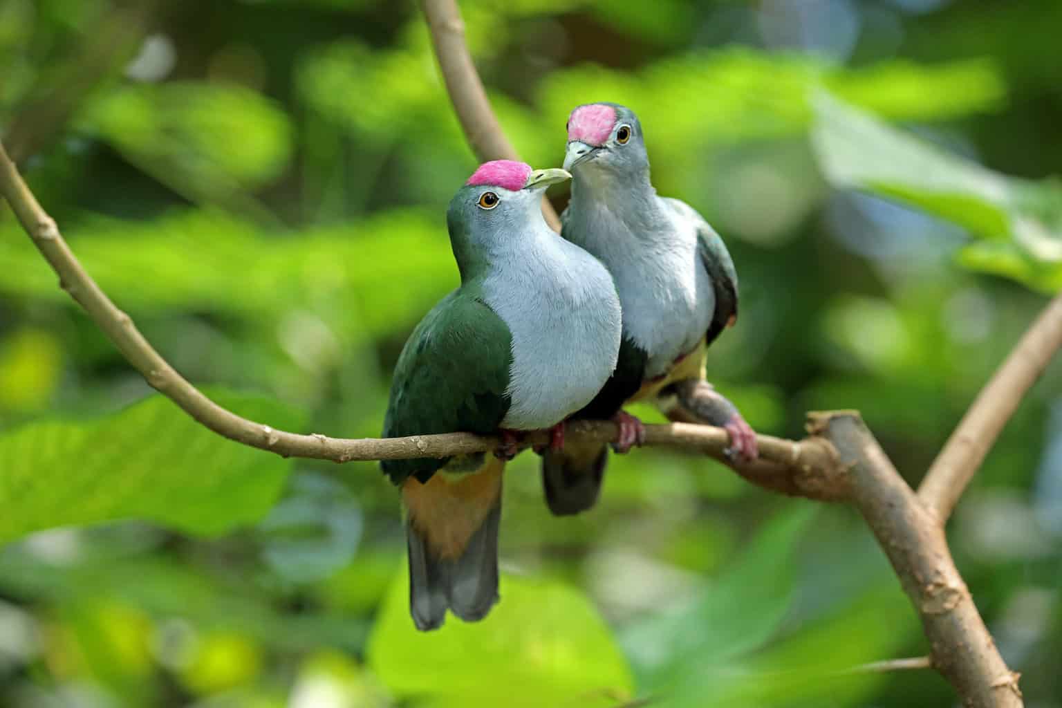 26 pájaros que parecen palomas: una lista detallada