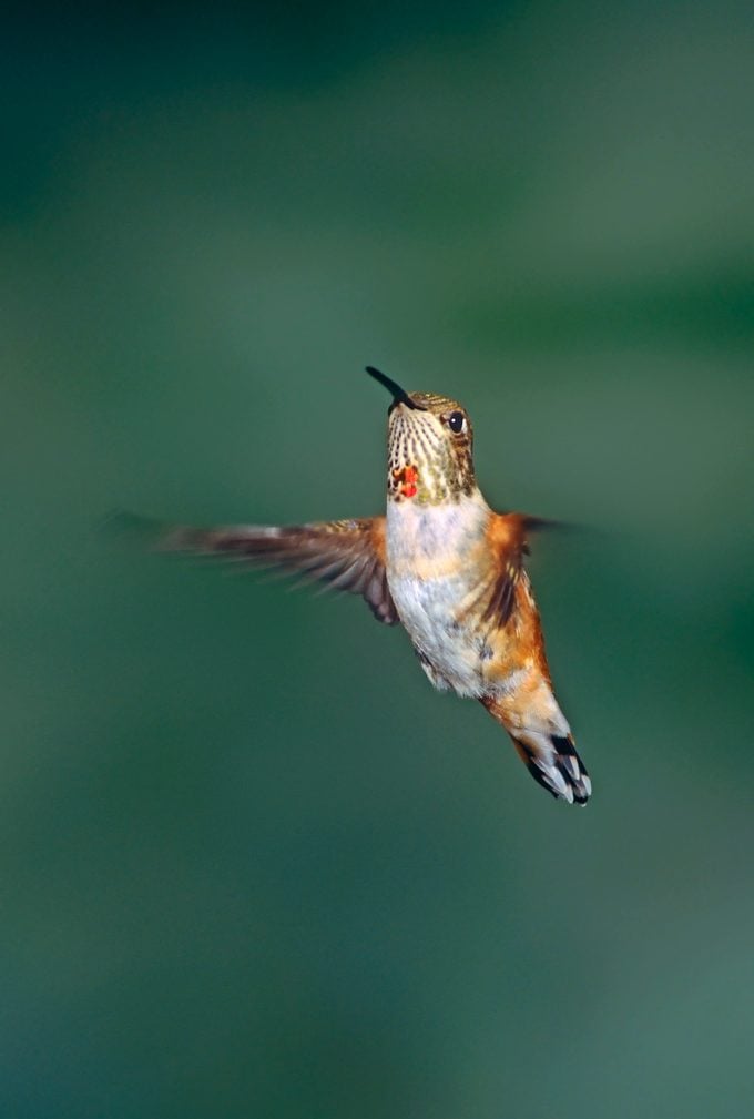 Cómo identificar y atraer un colibrí de Allen