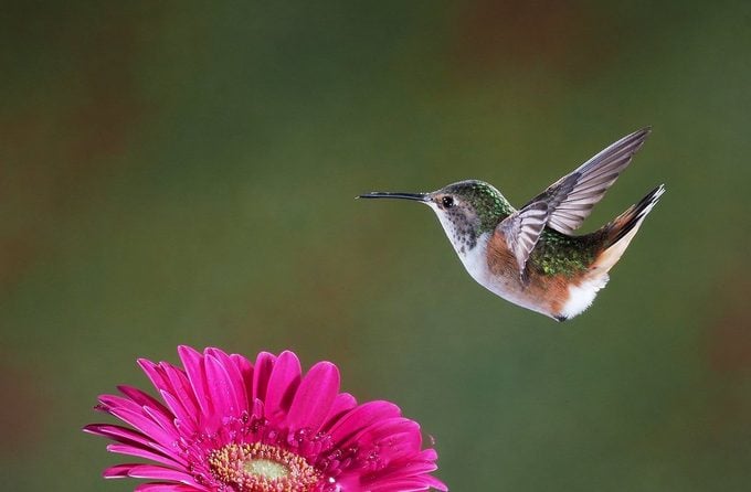 Cómo identificar y atraer un colibrí de Allen