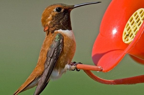 Consejos de expertos para atraer colibríes en invierno