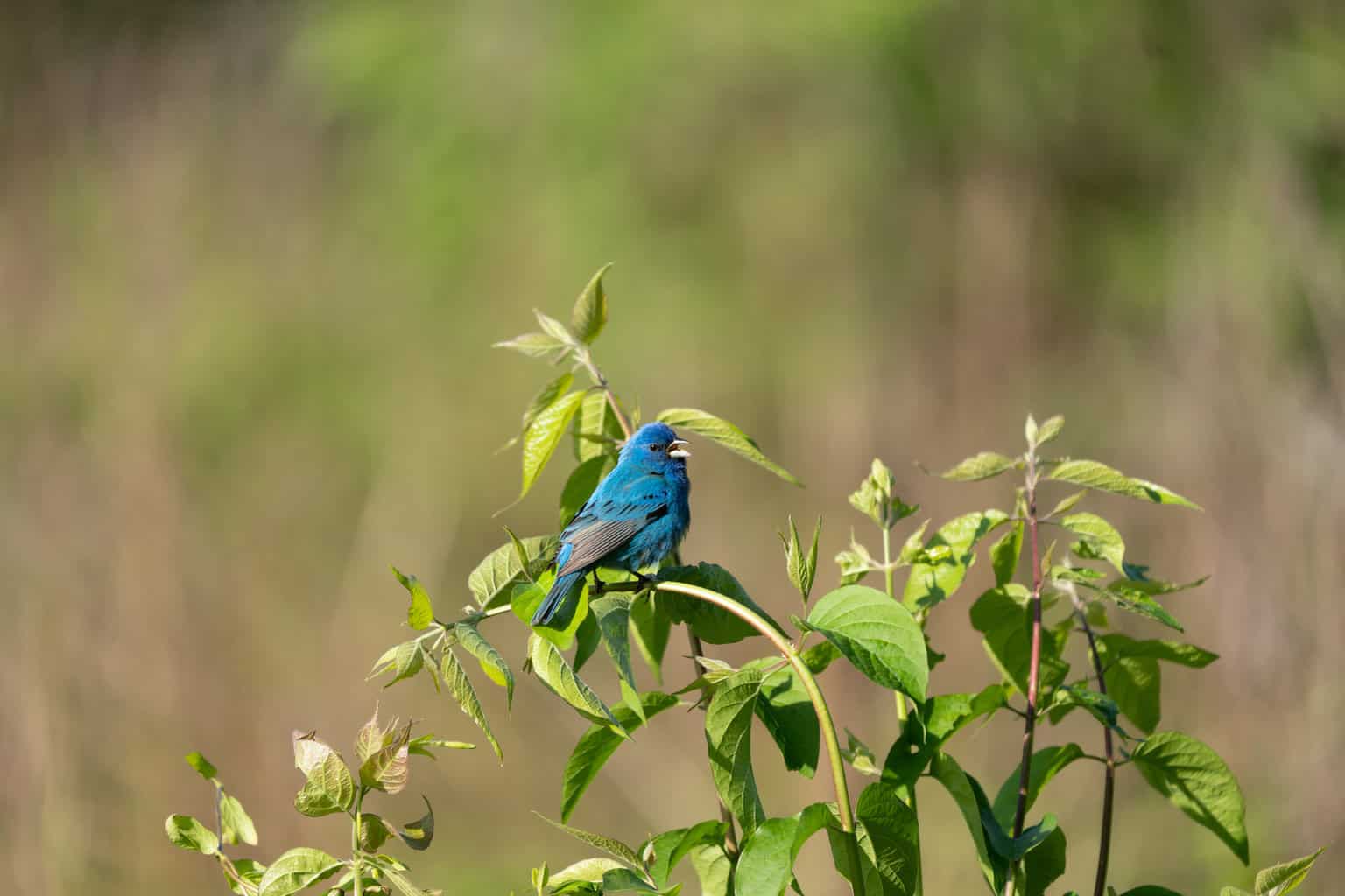 25 aves en Luisiana: ¡nuestra guía informativa sobre la vida silvestre local!