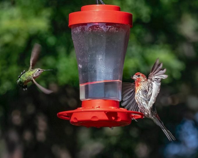 14 preguntas sobre comederos para colibríes respondidas por expertos