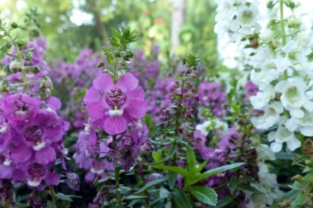 Cultivar flores anuales de Angelonia para polinizadores
