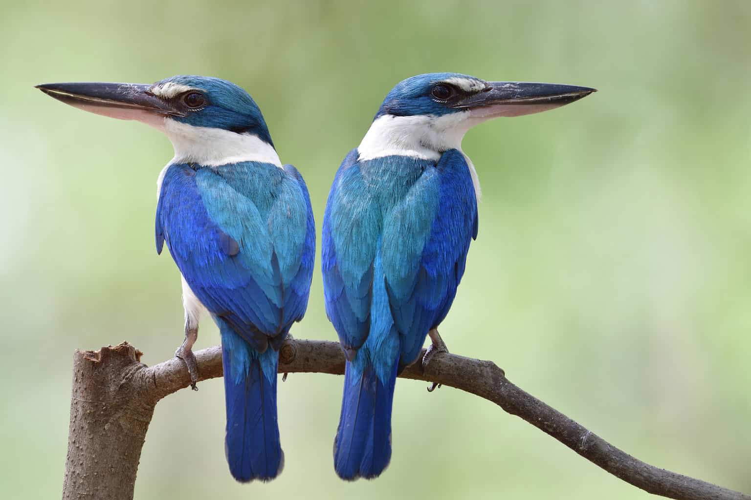 16 pájaros que parecen martines pescadores