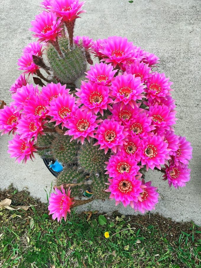 Cultive un cactus de Pascua para las flores festivas de primavera