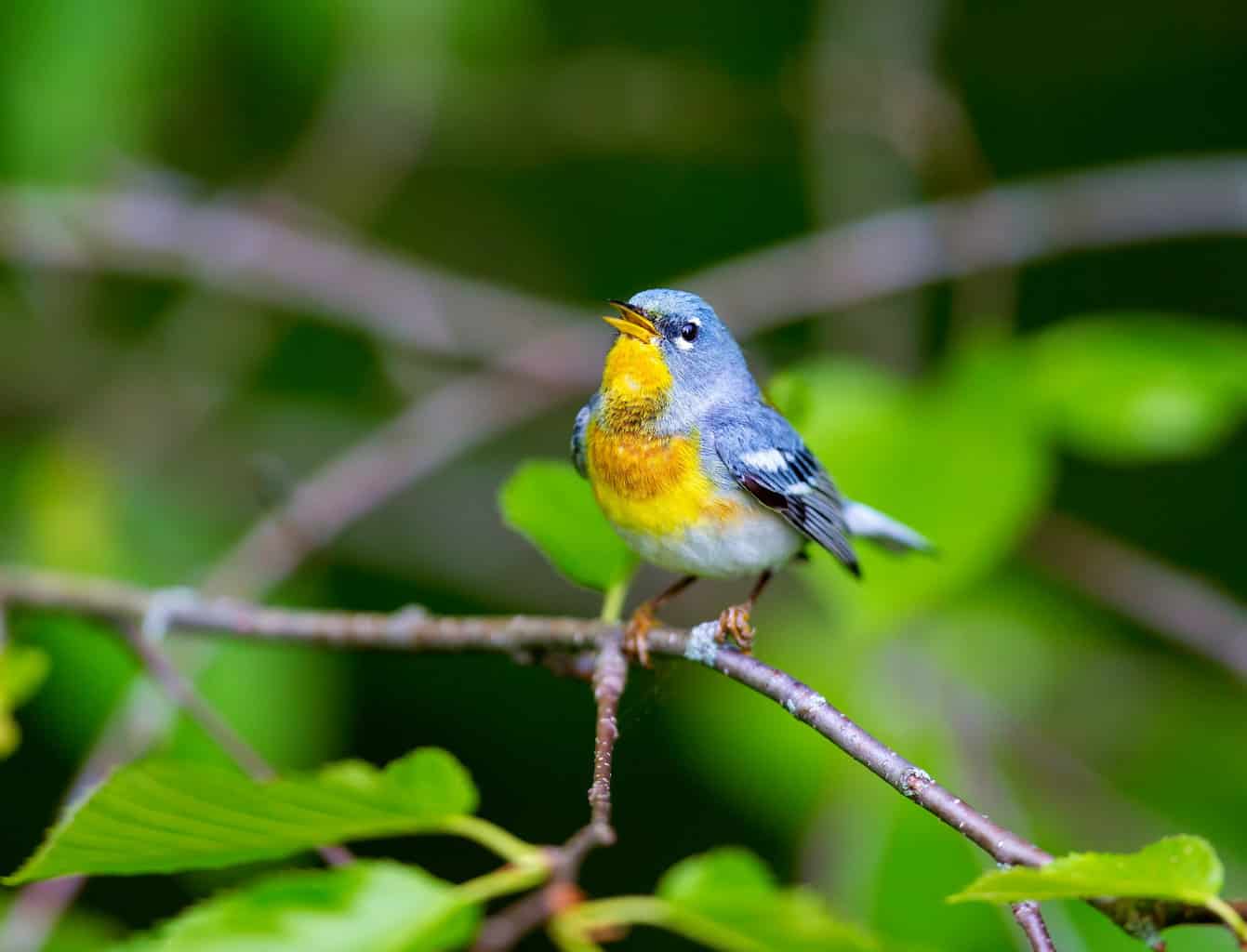 26 aves en Maine - ¡Una guía de vida silvestre local informativa y divertida!