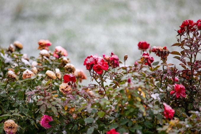 Cómo preparar y podar rosas para el invierno