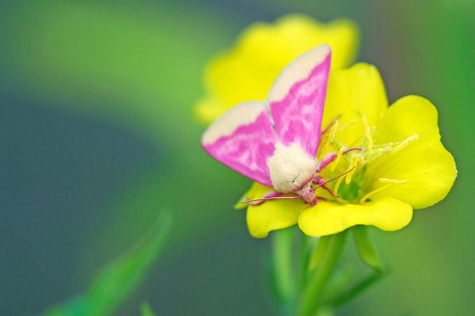 6 datos fascinantes de la flor de prímula