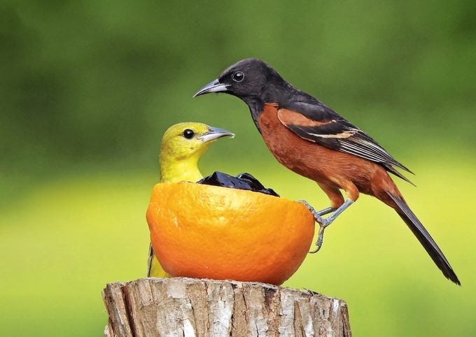 A las oropéndolas y a los pájaros amantes de las frutas les encanta comer jalea de uva