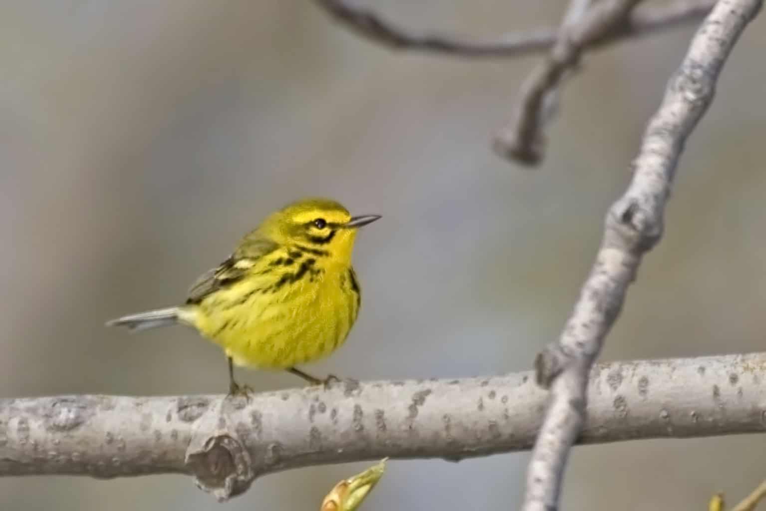 30 pájaros en Kentucky: ¡nuestra guía de los mejores y más brillantes!