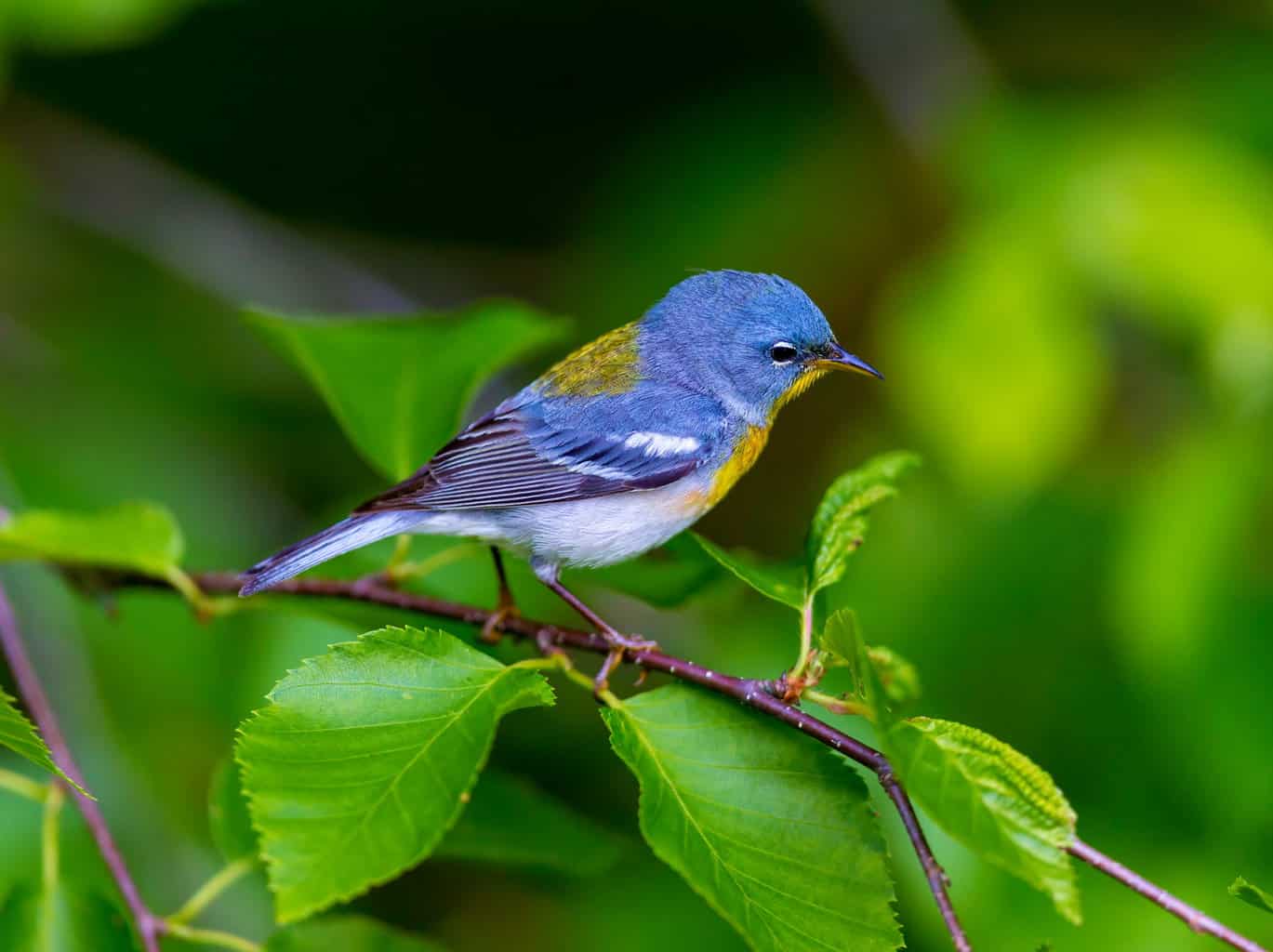 25 aves imperdibles en Utah: una guía para observadores de aves