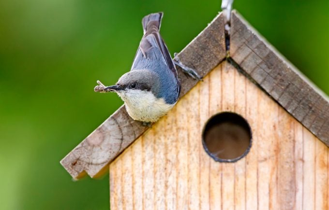 Sea un propietario de aves con casas para pájaros únicas